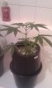 htc desire pics 454.jpg