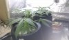 htc desire pics 411.jpg