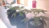 htc desire pics 451.jpg
