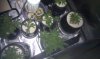 htc desire pics 387.jpg