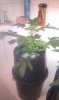 htc desire pics 452.jpg