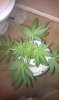 htc desire pics 421.jpg