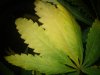 DSC01338.jpg