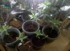 Seedlings- Clones 2-11-2011.jpg