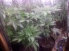 Seedlings-clones 3-5-2011.jpg