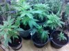 Seedlings-Clones 2-26-2011.jpg