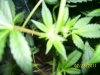 100_4650.jpg