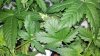 2011-03-08_14-46-32_447.jpg 2011-03-08_14-46-32_447.jpg