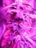 magnumgrowlight 009.jpg