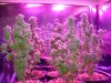 magnumgrowlight 005.jpg
