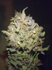 Blackberry Side Bud.jpg
