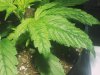 100_1293.jpg