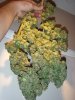 bkharvest4.jpg