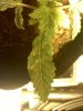 20110309220043.jpg 20110309220043.jpg