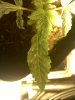 20110309220049.jpg 20110309220049.jpg