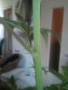 20110310152536.jpg
