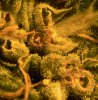 march 6 red diesel closeup.JPG