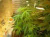 grow pics update 3-10-11 004.jpg
