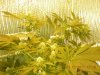 grow pics update 3-10-11 008.jpg
