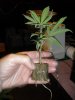 sour diesel 005.jpg