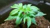 2011-03-10_18-32-41_622.jpg