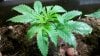 2011-03-10_18-32-46_420.jpg 2011-03-10_18-32-46_420.jpg
