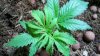 2011-03-10_18-32-53_505.jpg 2011-03-10_18-32-53_505.jpg