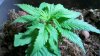 2011-03-10_18-32-57_807.jpg
