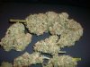 cured buds.jpg