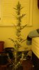 DSC00656.jpg