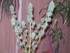 harvest time  - 10th week 001.jpg