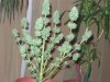 harvest time  - 10th week 003.jpg