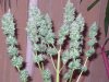 harvest time  - 10th week 005.jpg