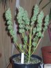 harvest time  - 10th week 006.jpg