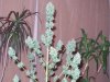 harvest time  - 10th week 007.jpg
