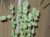 harvest time  - 10th week 009.jpg