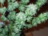 harvest time  - 10th week 011.jpg