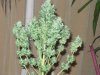 harvest time  - 10th week 012.jpg