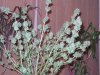 harvest time  - 10th week 014.jpg