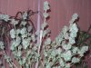 harvest time  - 10th week 015.jpg