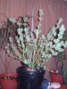 harvest time  - 10th week 016.jpg