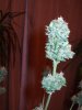 harvest time  - 10th week 017.jpg