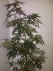 IMG00103-20101229-2125.jpg