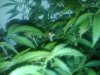 IMG00113-20110109-1952.jpg