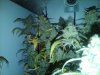 IMG00193-20110224-2321.jpg