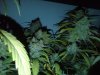 IMG00194-20110224-2321.jpg