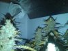 IMG00196-20110224-2321.jpg
