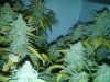 IMG00184-20110219-1952.jpg