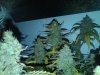 IMG00192-20110224-2321.jpg