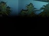 IMG00197-20110224-2321.jpg